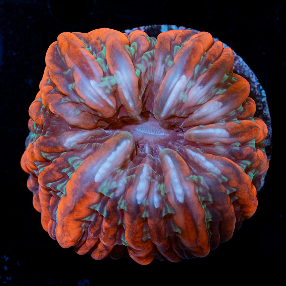 Indophyllia Coral with fleshy open polyp in reef aquarium