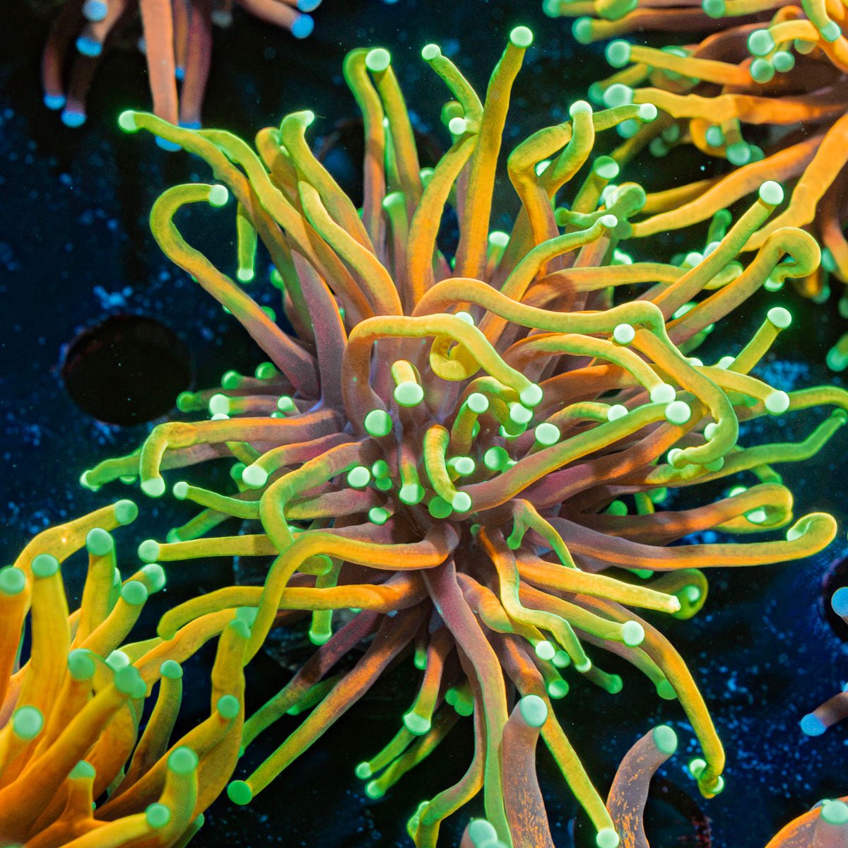 Inferno Torch Euphyllia coral with flowing tentacles in reef aquarium