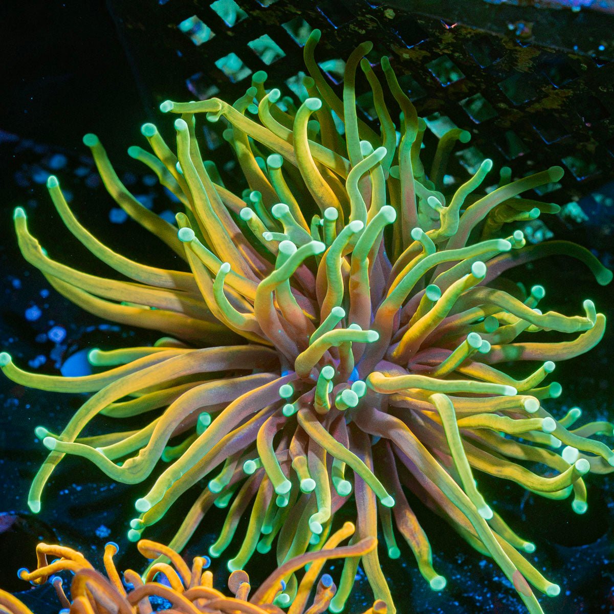 Inferno Torch Euphyllia Coral with flowing tentacles in reef aquarium