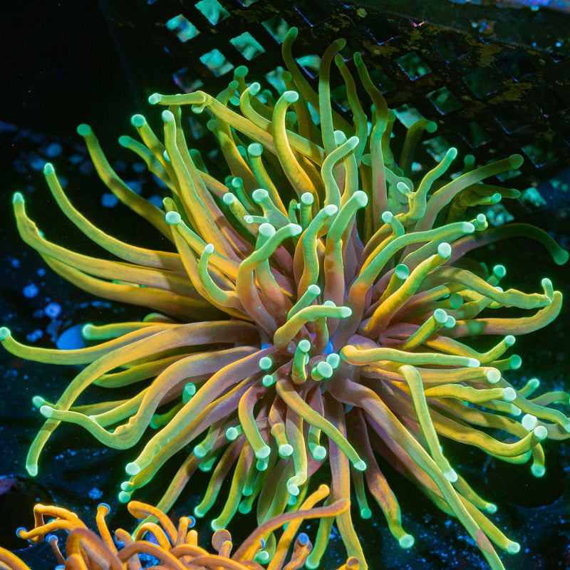 Inferno Torch Euphyllia Coral with flowing tentacles in reef aquarium