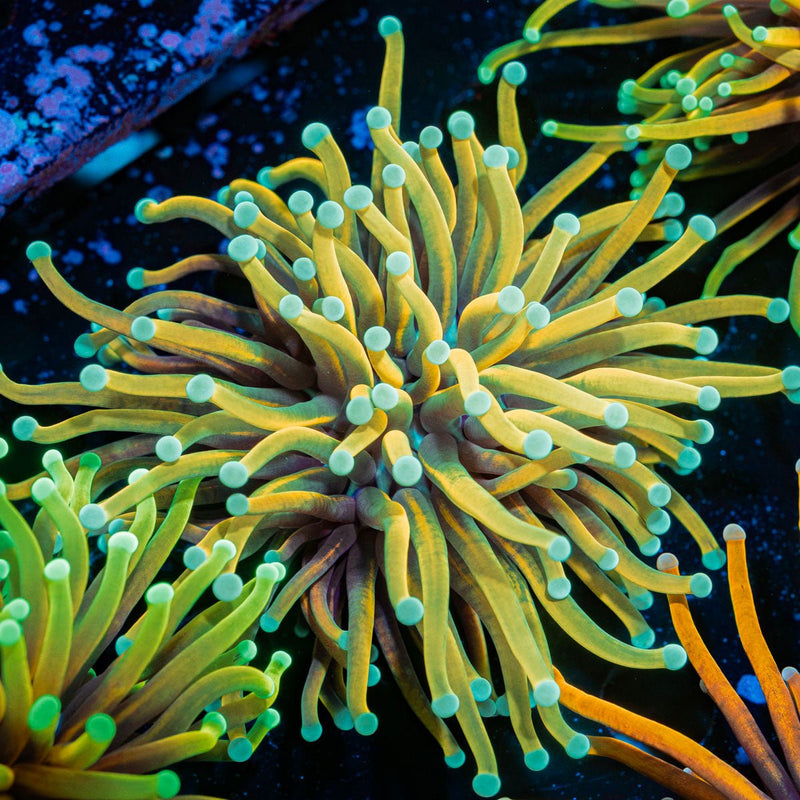 Inferno Torch Euphyllia Coral with flowing tentacles in reef aquarium