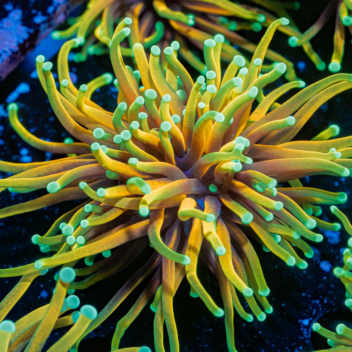 Inferno Torch Euphyllia Coral with flowing tentacles in reef aquarium