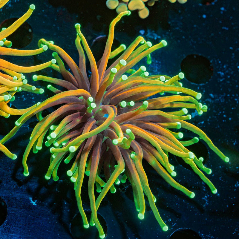 Inferno Torch Euphyllia Coral with flowing tentacles in reef aquarium