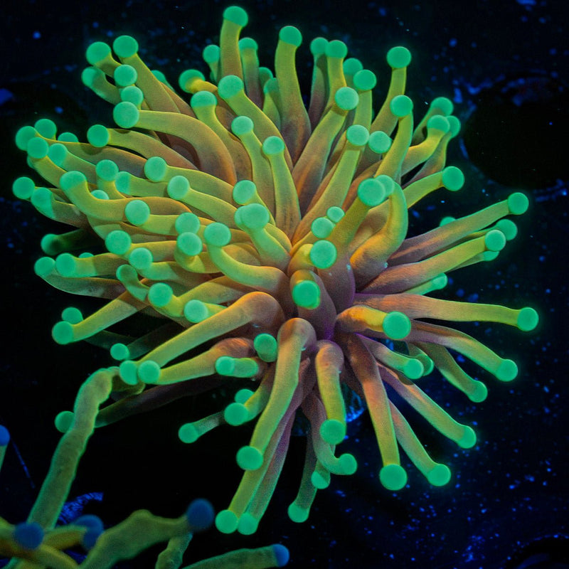 Inferno Torch Euphyllia Coral with flowing tentacles in reef aquarium