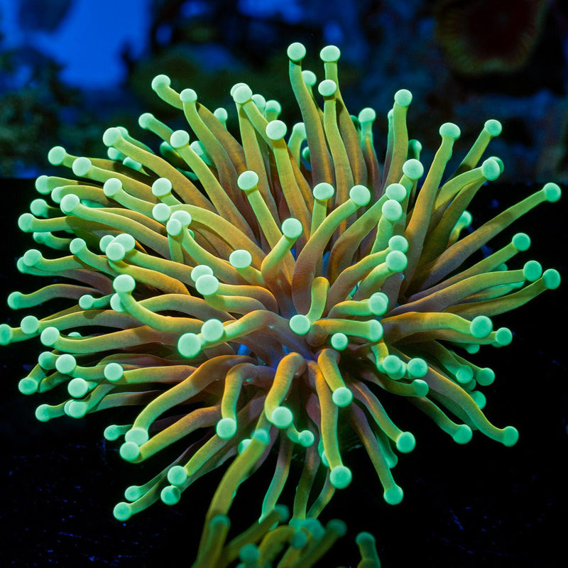 Inferno Torch Euphyllia Coral with flowing tentacles in reef aquarium
