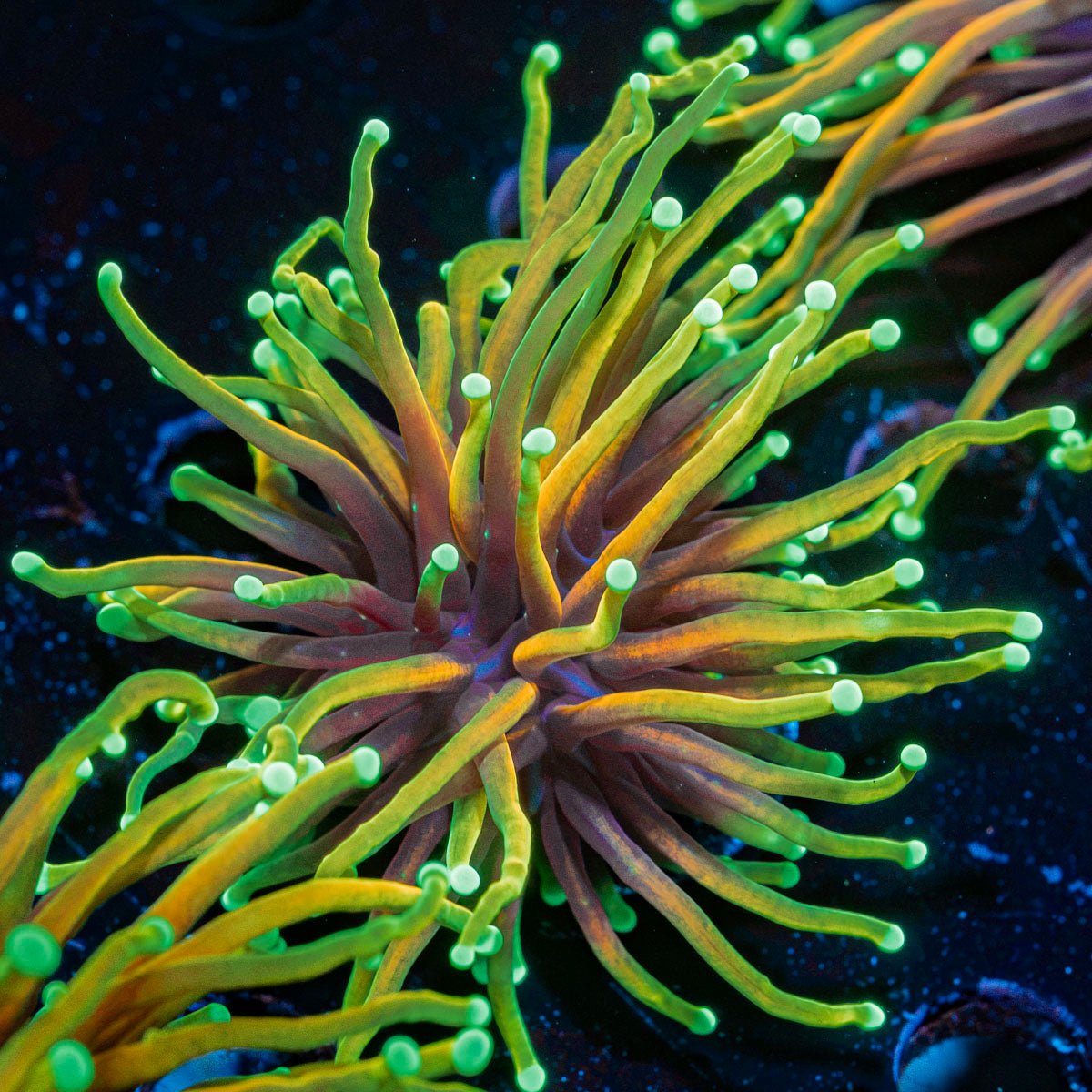 inferno Torch Euphyllia Coral
