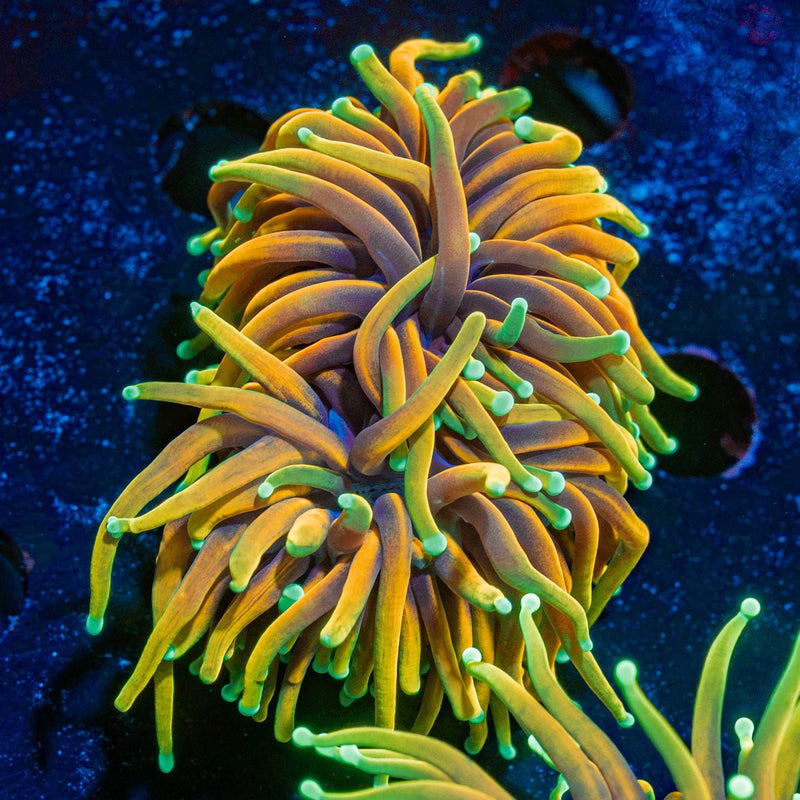 Inferno Torch Euphyllia Coral with flowing tentacles in reef aquarium
