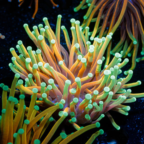 Inferno Torch Euphyllia Coral