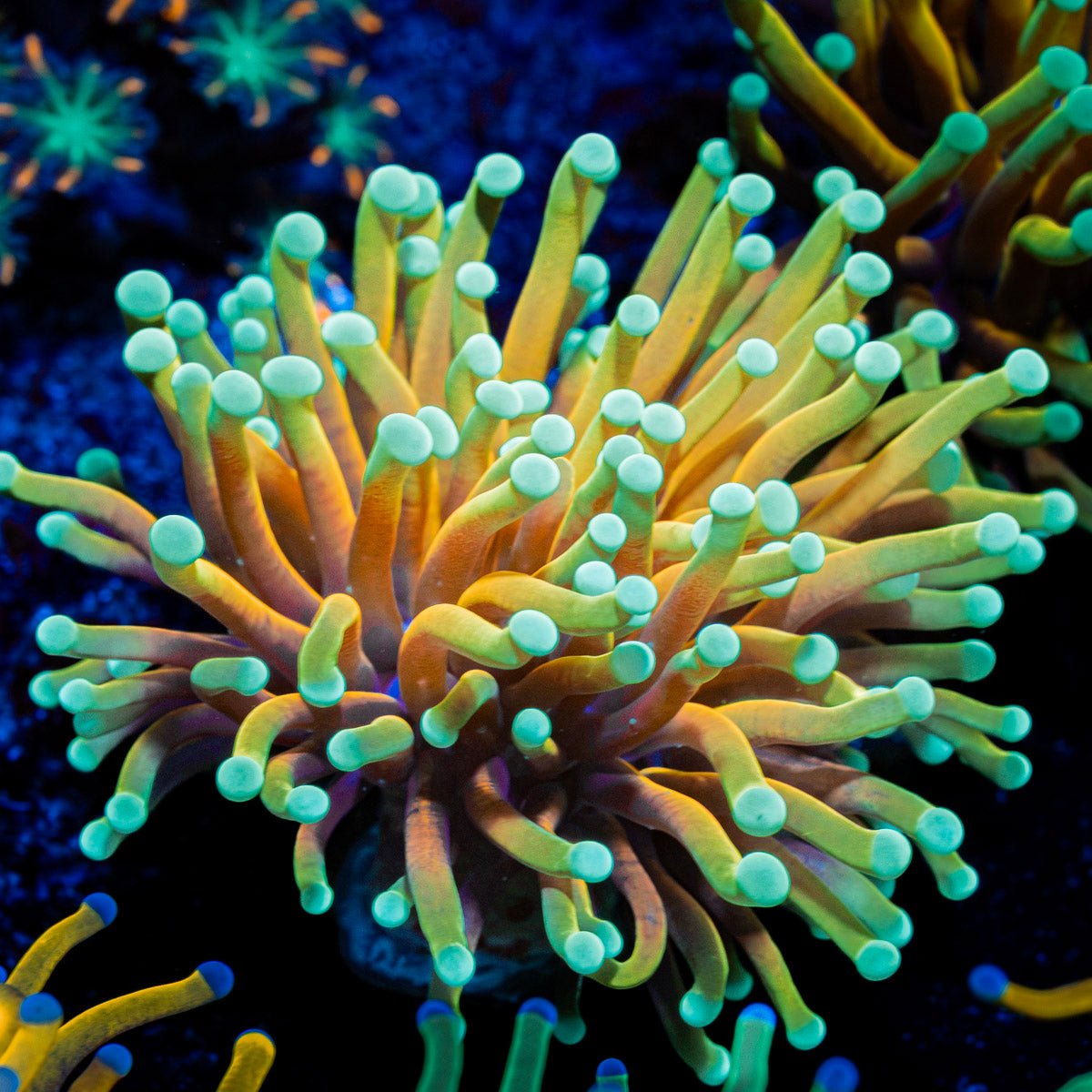 Inferno Torch Euphyllia with flowing tentacles in reef aquarium
