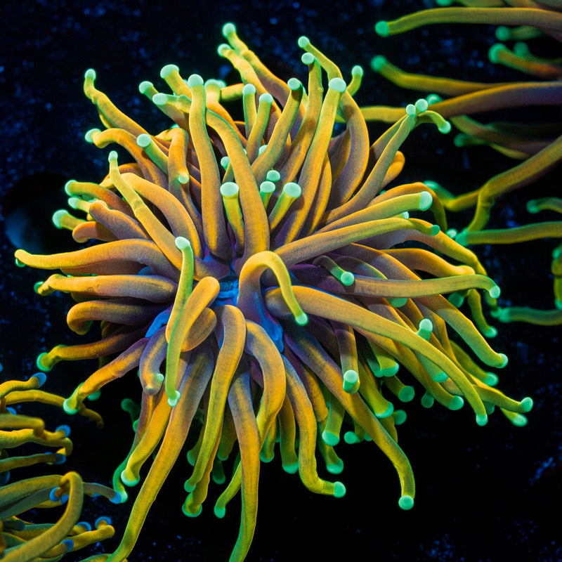 Inferno Torch Euphyllia Coral with flowing tentacles in reef aquarium