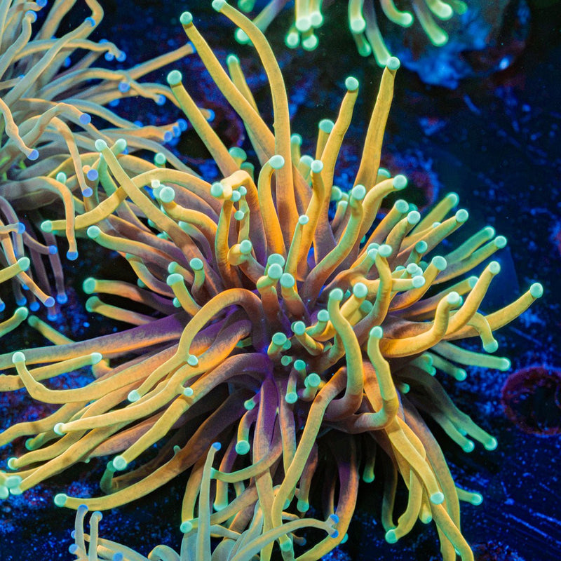 Inferno Torch Euphyllia Coral