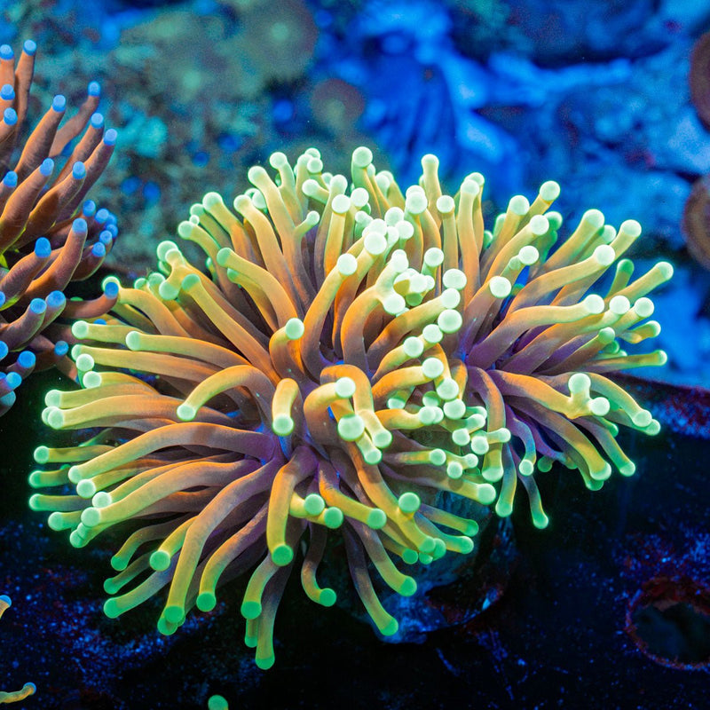 Inferno Torch Euphyllia Coral