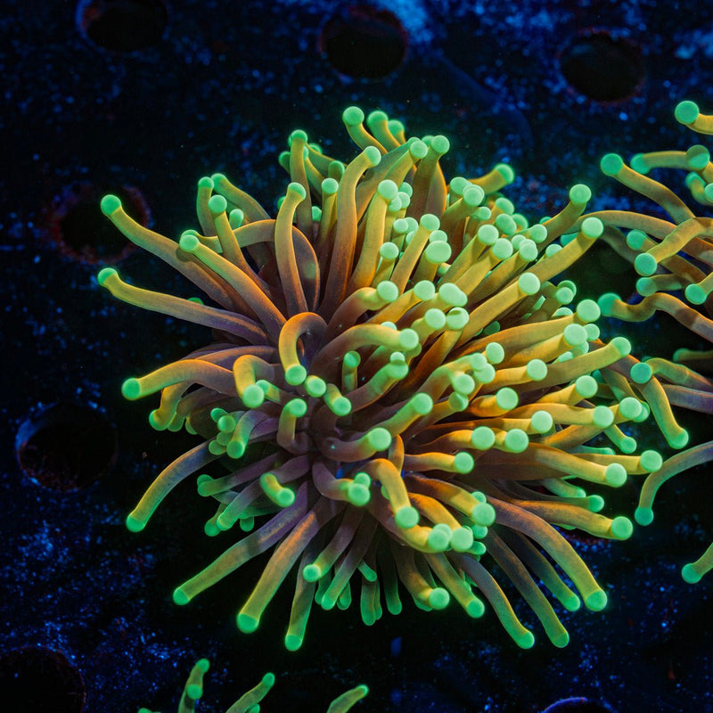 Inferno Torch Euphyllia Coral