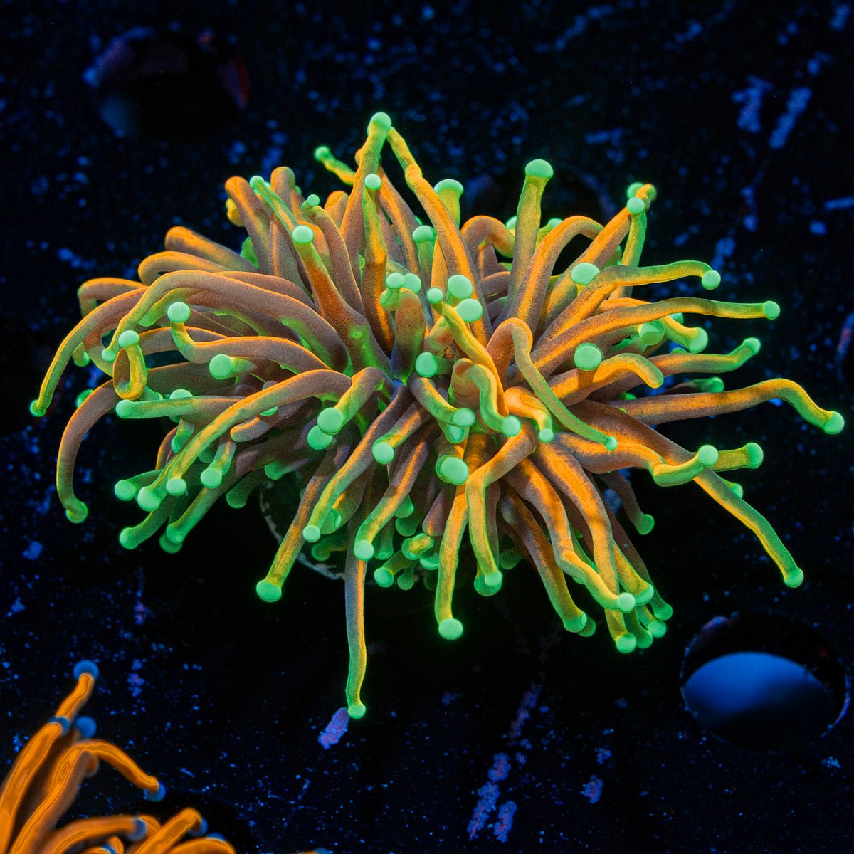 Inferno Torch Euphyllia Coral with flowing tentacles in reef aquarium