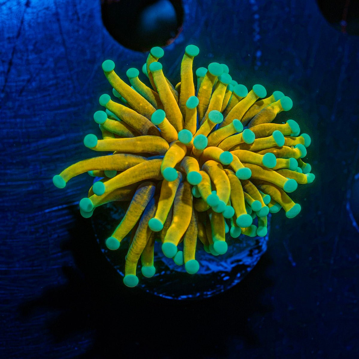Inferno Torch Euphyllia coral with flowing tentacles in reef aquarium
