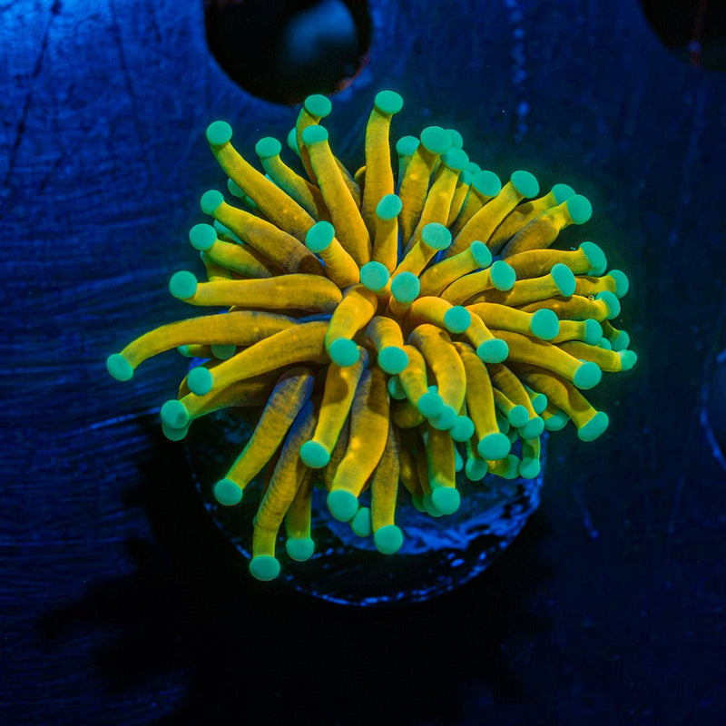 Inferno Torch Euphyllia coral with flowing tentacles in reef aquarium