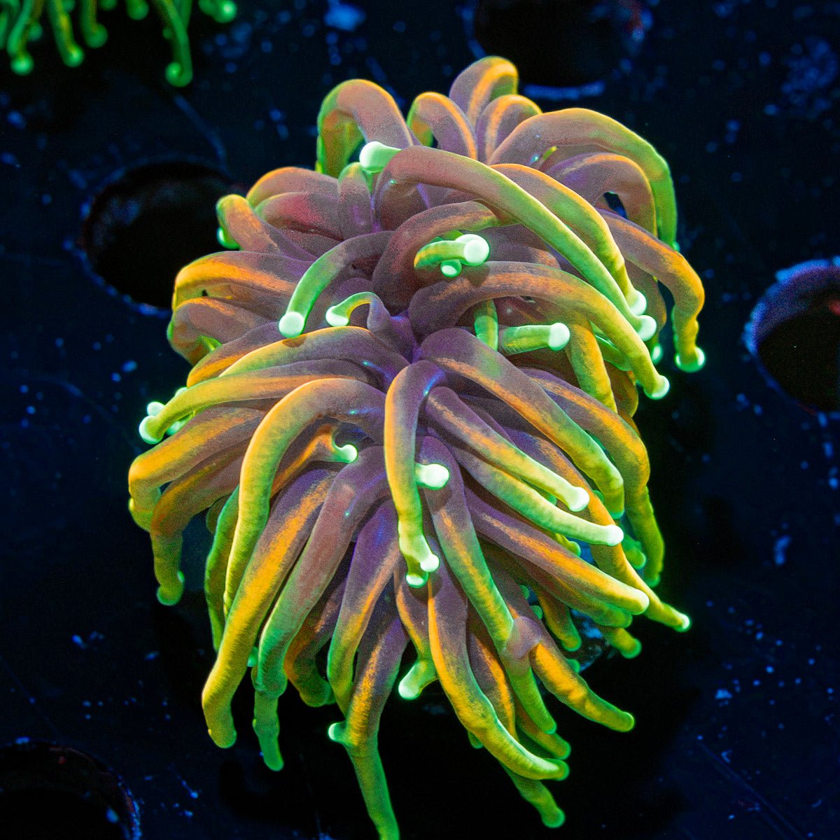 Inferno Torch Euphyllia Coral with flowing tentacles in reef aquarium