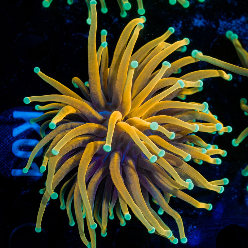Inferno Torch Euphyllia Torch Coral with flowing tentacles in reef aquarium