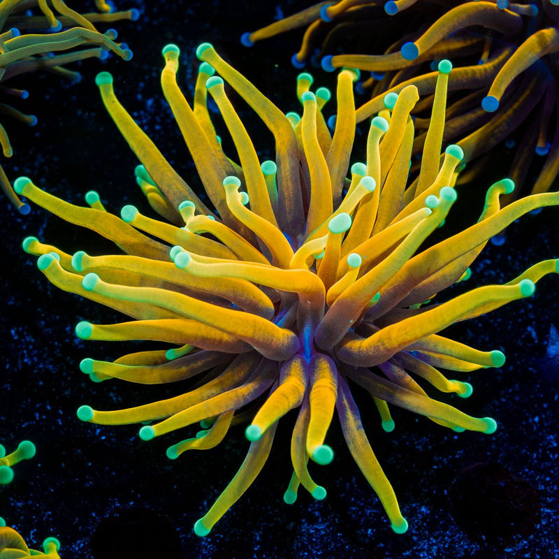 Inferno Torch Euphyllia Torch Coral with flowing tentacles in reef aquarium