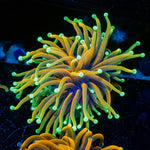 Inferno Torch Euphyllia Torch Coral with flowing tentacles in reef aquarium