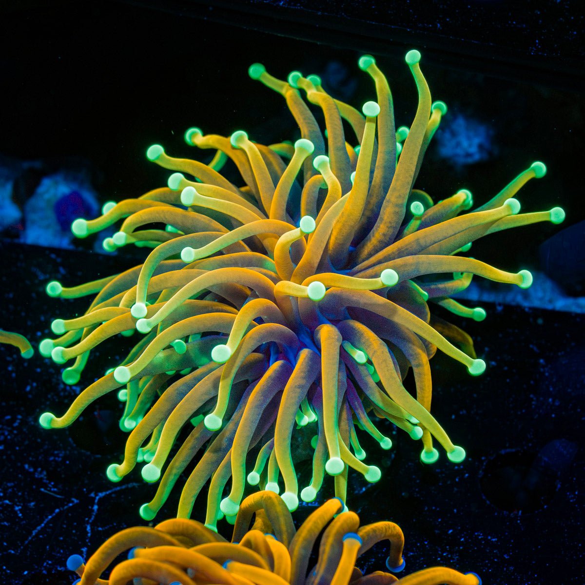 Inferno Torch Euphyllia Torch Coral with flowing tentacles in reef aquarium