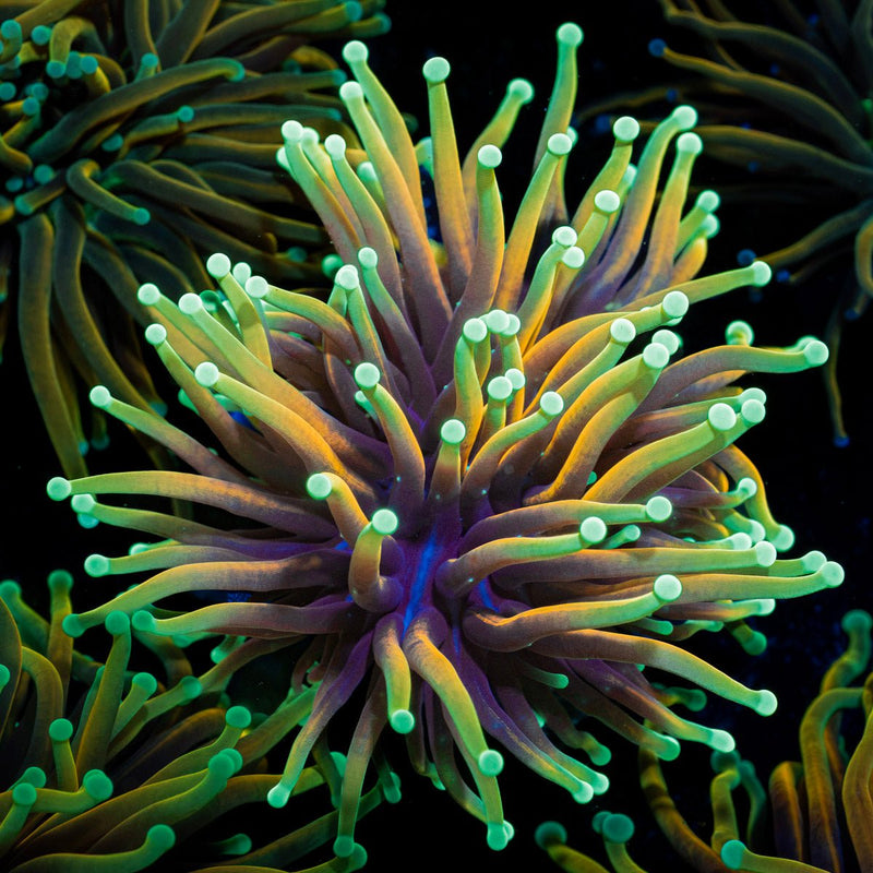 Inferno Torch Euphyllia Torch Coral with flowing tentacles in reef aquarium