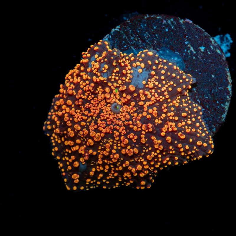 Interstellar Mushroom Coral with mushroom disc in reef aquarium