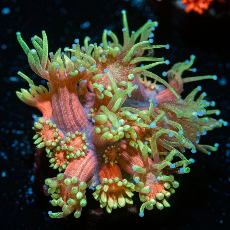 Iron Bandit Goniopora Coral with flower-like polyps in reef aquarium