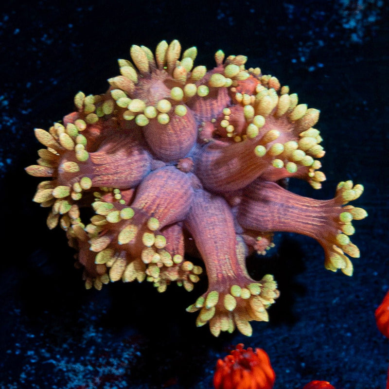 Iron Bandit Goniopora Coral with flower-like polyps in reef aquarium