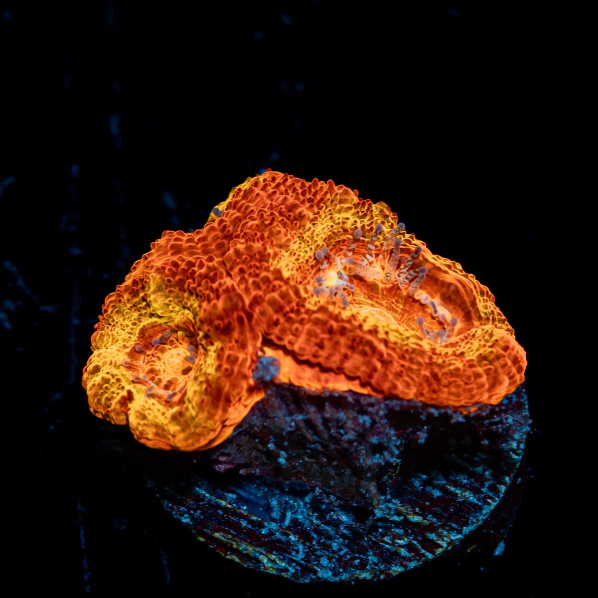 Iron Man Acan Coral with fleshy polyps in reef aquarium