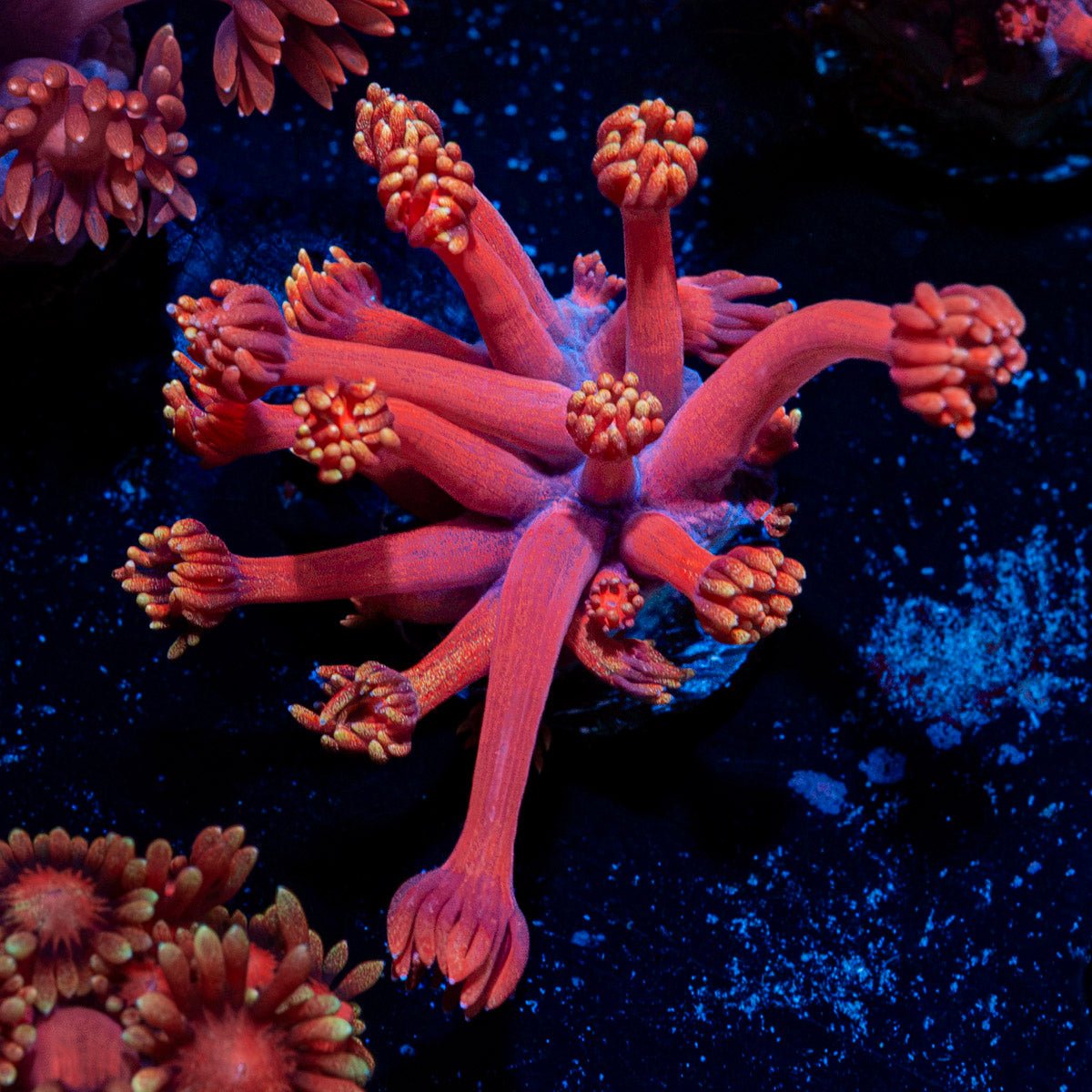 Iron Man Goniopora Coral with flower-like polyps in reef aquarium