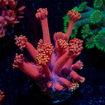 Iron Man Goniopora Coral with flower-like polyps in reef aquarium