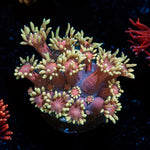 Iron Man Goniopora Coral with flower-like polyps in reef aquarium