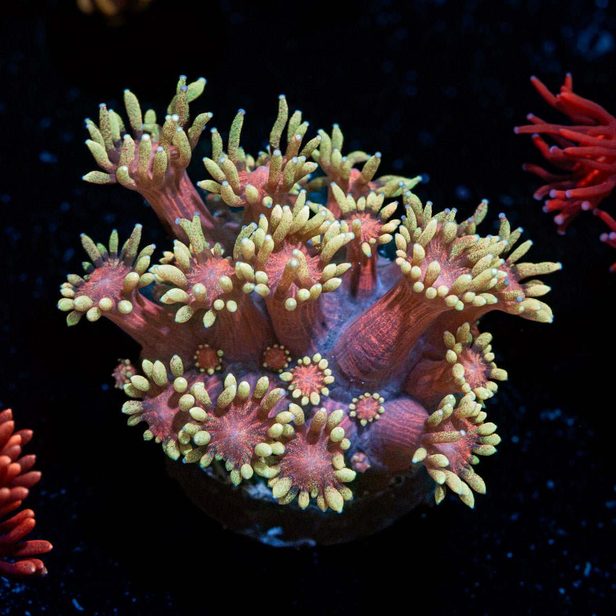 Iron Man Goniopora Coral with flower-like polyps in reef aquarium