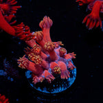 Iron Man Goniopora Coral with flower-like polyps in reef aquarium