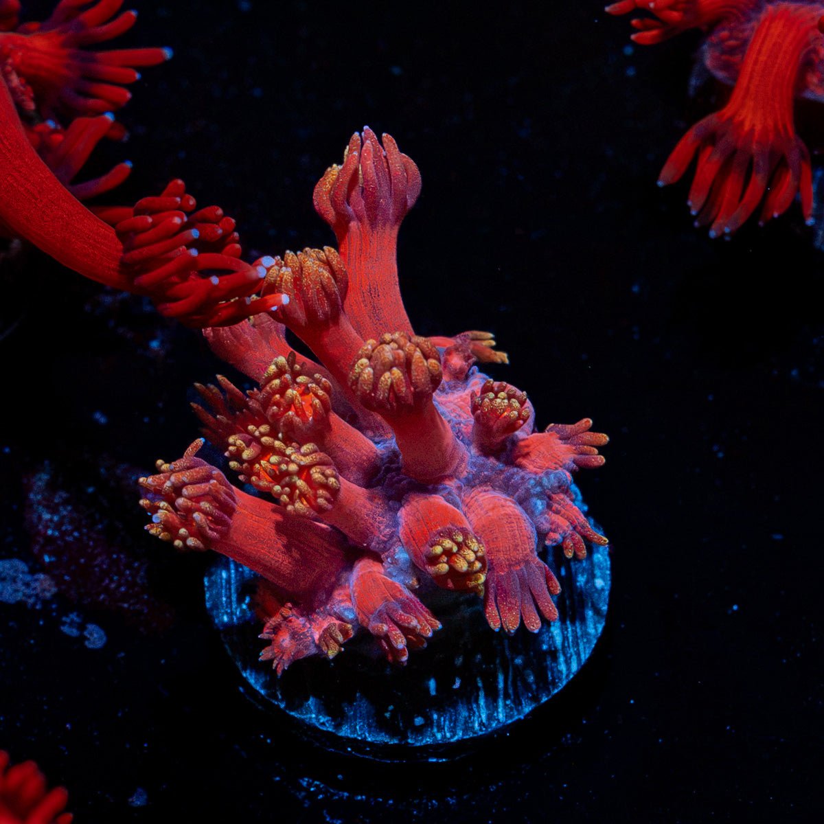 Iron Man Goniopora Coral with flower-like polyps in reef aquarium