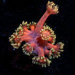 Iron Man Goniopora with flower-like polyps in reef aquarium