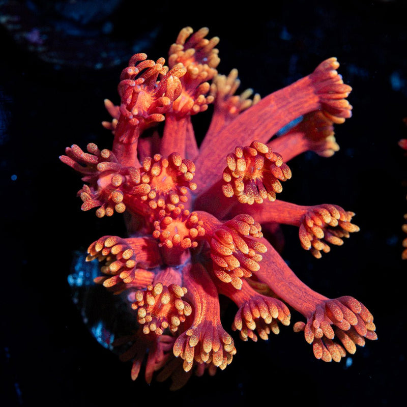 IronMan Goniopora Coral