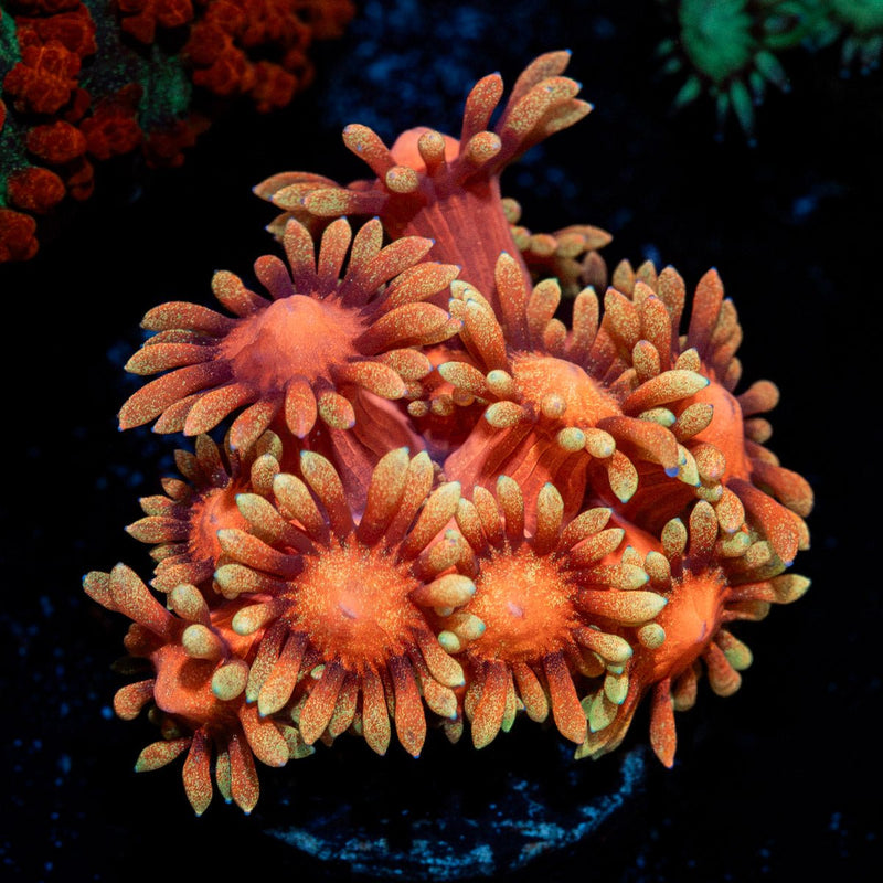 IronMan Goniopora Coral