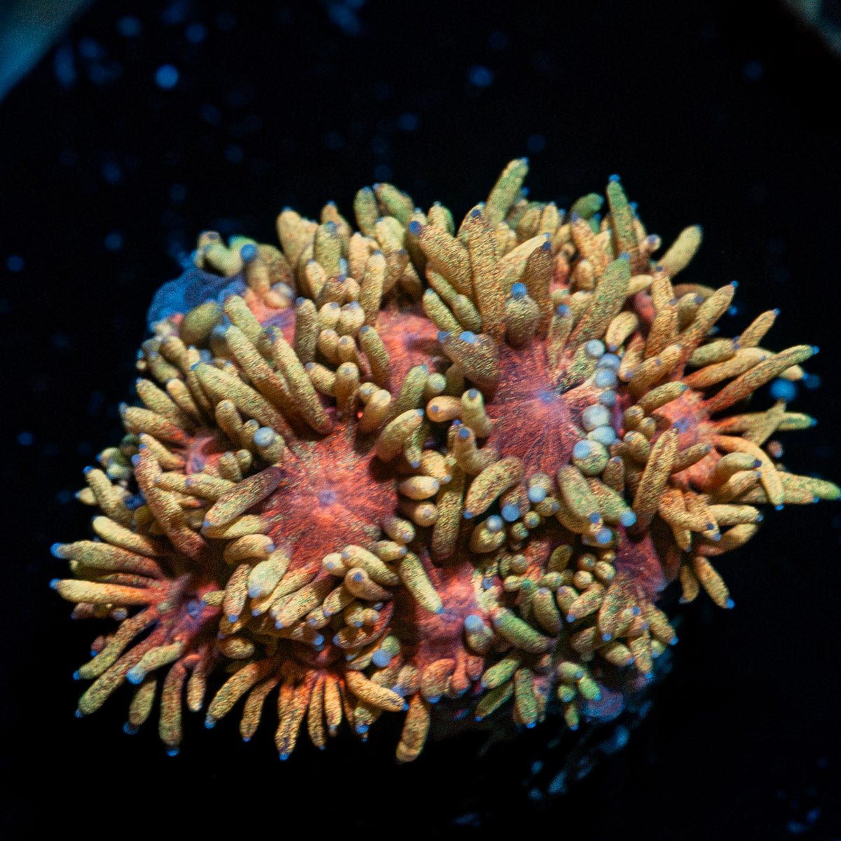Ironman Goniopora with flower-like polyps in reef aquarium