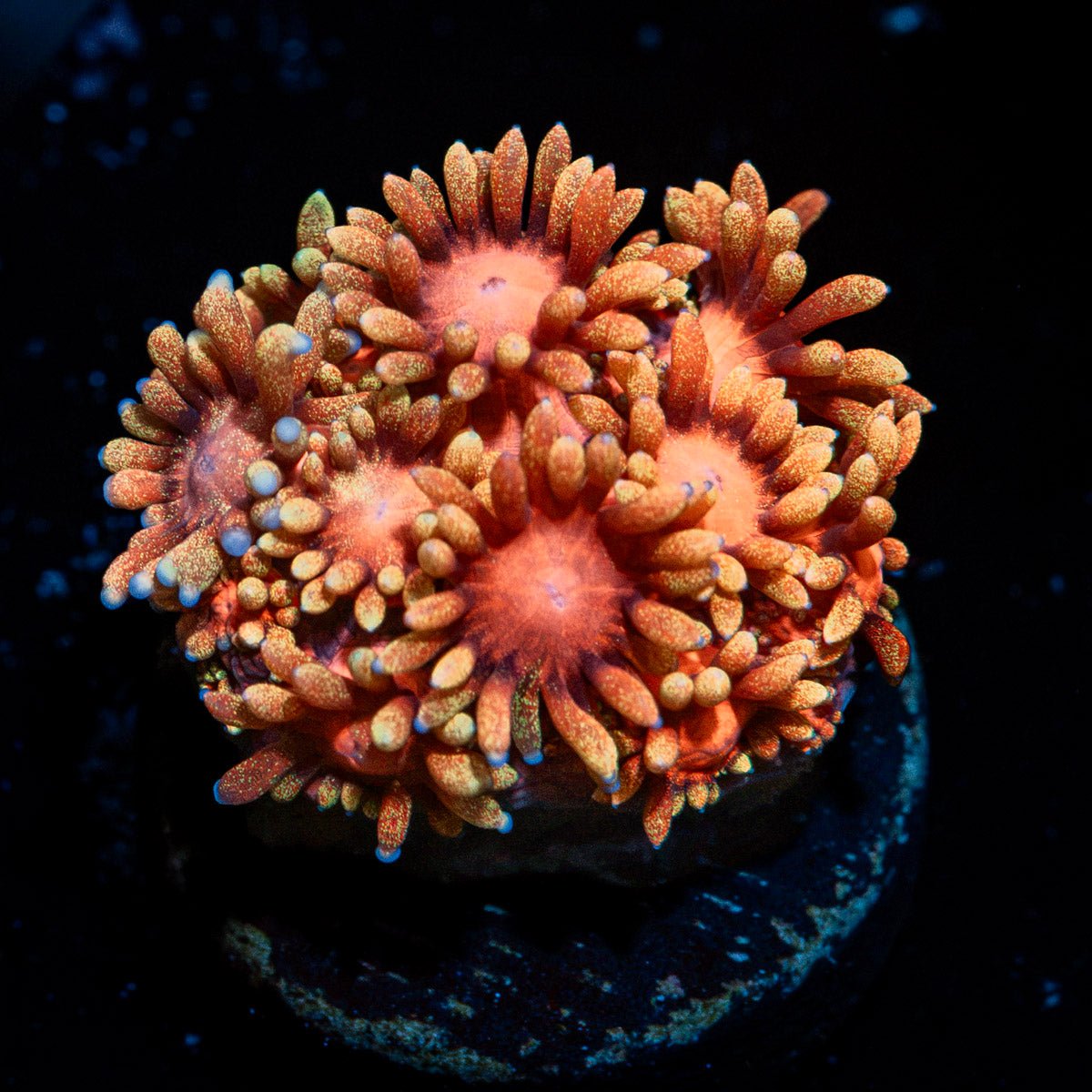 Ironman Goniopora with flower-like polyps in reef aquarium