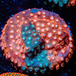 Jason Fox Fender Bender Cyphastrea with encrusting growth in reef aquarium