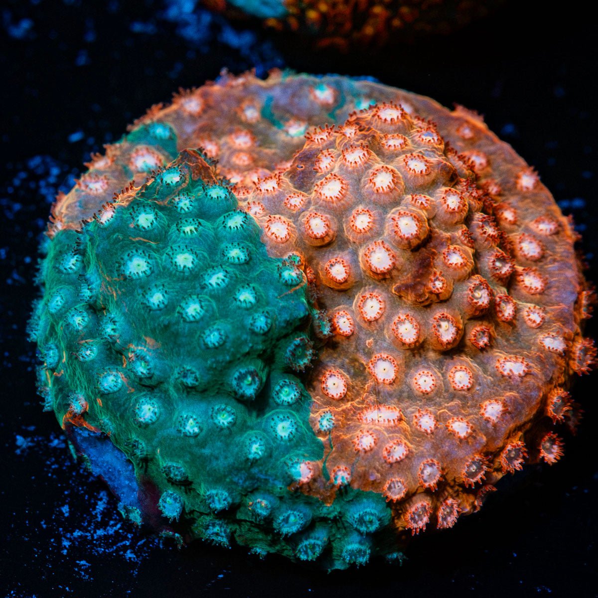 Jason Fox Fender Bender Cyphastrea with encrusting growth in reef aquarium