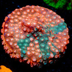 Jason Fox Fender Bender Cyphastrea with encrusting growth in reef aquarium