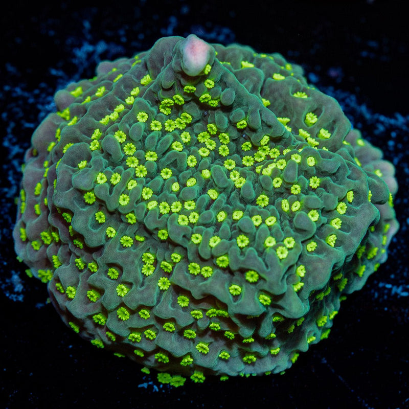 Jason Fox Frankies Hot Pink Rim Montipora Coral