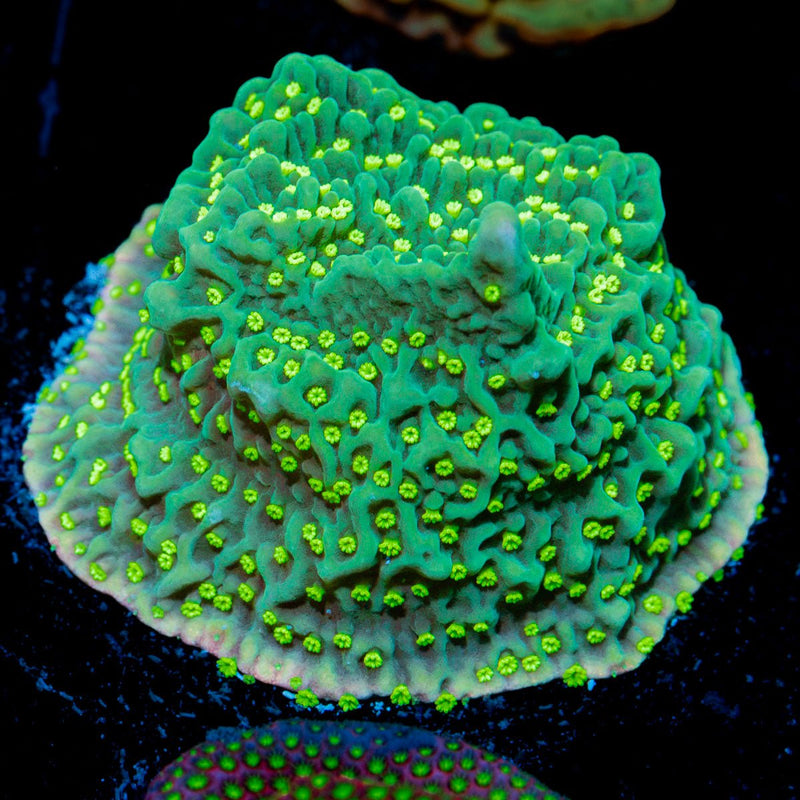 Jason Fox Frankies Hot Pink Rim Montipora coral with branching growth in reef aquarium