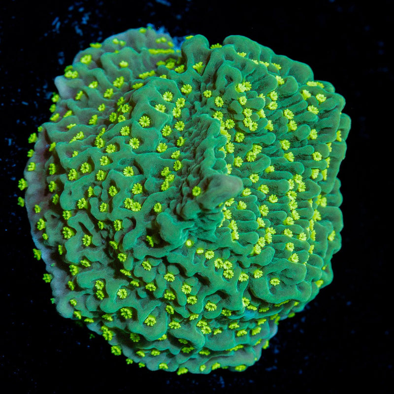 Jason Fox Frankies Hot Pink Rim Montipora Coral with branching growth in reef aquarium
