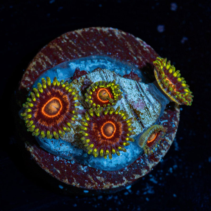 Jaw Crushers Zoanthid Coral with colony growth in reef aquarium