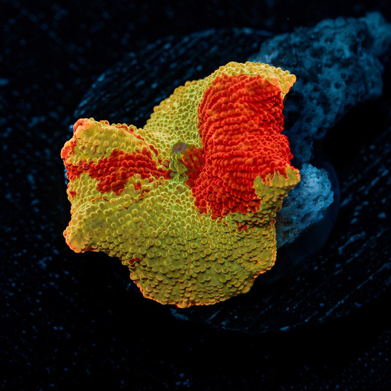 Jawbreaker Eclectus Mushroom Coral with distinctive mushroom disc in reef aquarium