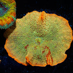 Jawbreaker Mushroom Coral with distinctive mushroom disc in reef aquarium